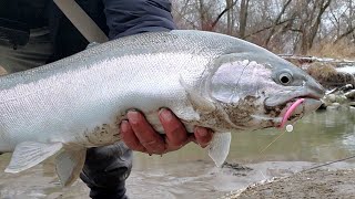 Winter Steelhead  Lake Ontario Tributary fish fishing steelhead trendingvideo fypシ foryou [upl. by Nelubez]