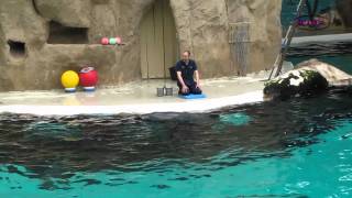 Delphinarium Duisburg Zoo Komplette Show Teil 1 [upl. by Chainey144]