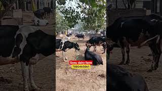 juber ganj pashu mandi sonu dairy farm सोनू डेरी फार्मshorts [upl. by Gronseth224]