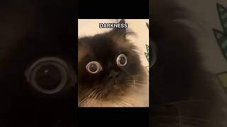 darkness imprisoning me cat metallica funny [upl. by Yblehs733]