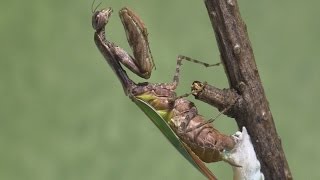 Acromantis japonica lays ootheca [upl. by Einnim914]