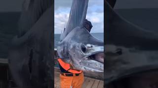 Marlin vs Sailfish Discover the Strengths of These Legendary Fish marlin sailfish shorts [upl. by Stiegler]