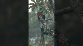 Resplendent Quetzal shorts quetzal [upl. by Bernhard]