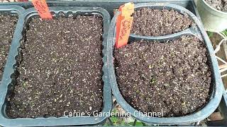 Flavor King Bunching Onions Seed Planting amp Seedlings Update [upl. by Lagas]