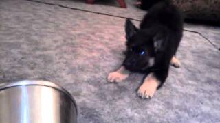 Funny German Shepherd Puppy Barking at a can [upl. by Fogg]