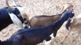 Goat Sounds Video  Desi Bakri Ka Awaaz  Goat Farming Video [upl. by Ciapas]