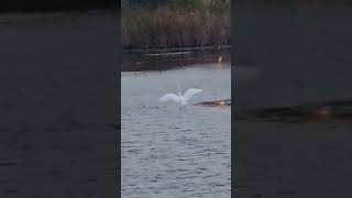 Two Egrets Fishing 102824 [upl. by Elleirol]