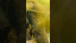 breeding cichlid algae lights aquarium [upl. by Richard]