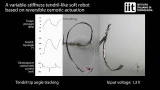 Tendrillike soft robot based on reversible osmotic actuation [upl. by Isola720]