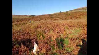 Gundogs at Shap and the garden5 [upl. by Tsan724]