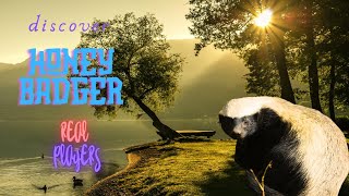 Discover honey badgers [upl. by Tik]