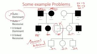 Pedigree Analysis methods  dominant recessive and x linked pedigree [upl. by Aivatahs]