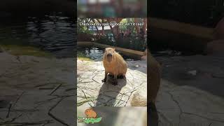 Enjoy a capybaras shaking time cute capybara [upl. by Pattie]