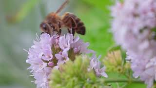 Mentha Aquatica  Watermunt [upl. by Tim]