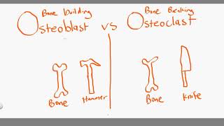 osteoblast vs osteoclast [upl. by Elehcir]