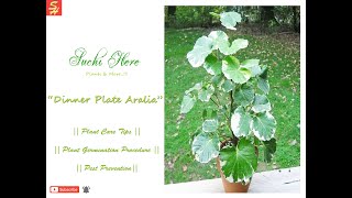 Aralia  Dinner Plate Aralia  How to Care amp Grow Aralia Plant  Tips to Grow Aralia  Aralia Care [upl. by Nomelc359]