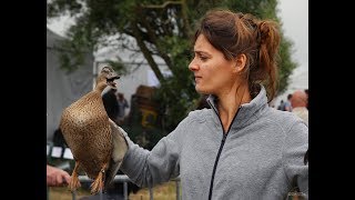 Salon des Migrateurs de CayeuxsurMer  succès de la foire aux appelants [upl. by Cini]