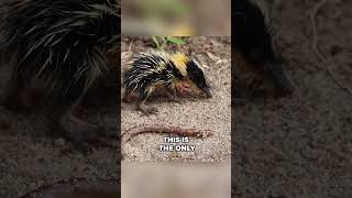 Amazing Secrets About Streaked Tenrecs [upl. by Air]