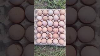 Amazing egg hatching 🐣🐣🐥shorts shortvideo egghatching [upl. by Wilhide]