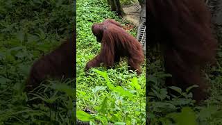 紅毛猩猩Bornean OrangutanTaipei Zoo [upl. by Pulcheria]