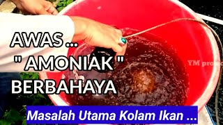 Solusi Mengatasi Amoniak Pada Kolam Ikan Anda Dengan Mudah [upl. by Itsur]