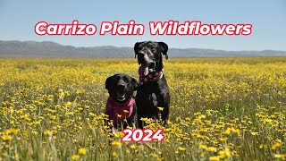 2024 Carrizo Plain Wildflowers [upl. by Yeo]