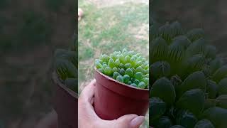 Haworthia Cooperi Dielsiane 💚 [upl. by Card112]