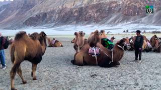 Bactrian Double Hump Camels at HUNDAR VILLAGE NUBRA VALLEY [upl. by Enajyram]