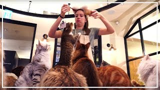 Visiting a Japanese Cat Cafe in Tokyo Japan 😺 [upl. by Klemperer]