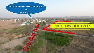 Invest in 10yearold red sandalwood tree plots MAHESH8247495388 [upl. by Amalita18]