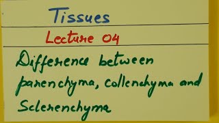 Class 9th Biology Tissues Lecture 04 Difference between parenchyma collenchyma and sclerenchyma [upl. by Aronoel]