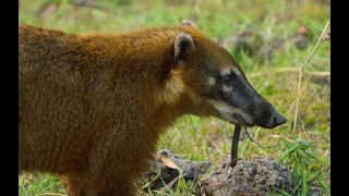 Caracara and Coati Fight Over Food  Wild Brazil  BBC Earth [upl. by Cassy728]