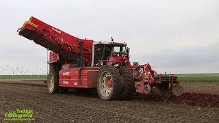 Biologische rode bieten rooien door loonbedrijf Westra [upl. by Lankton]