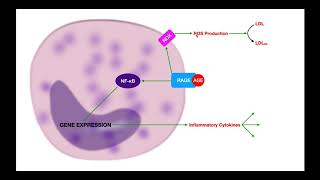 LDL Peroxidation amp Protein Adducts [upl. by Ilanos702]