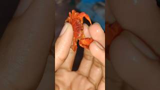 നിറം മാറുന്ന ഞണ്ടുകൾ 🙂 crab tomatocrab crayfishfarm ക്രെഫിഷ് crayfishmalayalam [upl. by Vassell123]