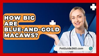 How Big Are BlueandGold Macaws  PetGuide360com [upl. by Norraa]