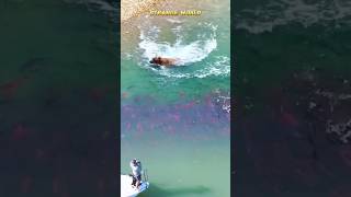 A Brown Bear Drives Off a Red Salmon Fisher [upl. by Enavi]