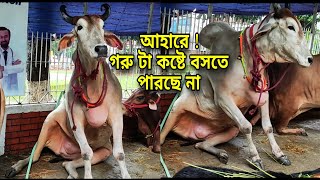 Goru Ta Onk Betha Peyeche • Heaviest Bull in New Dhaka Qurbani 2023 • Eid UL Adha • Cow Lovers [upl. by Eindys]