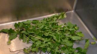 How To Clean Mint Leaves [upl. by Tena363]