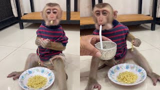 Smart monkey Bryan is eating noodles look delicious  shorts monkey love [upl. by Bridges879]