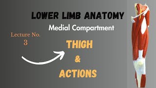 Muscles of Medial Compartment of Thigh and Actions Lower Limb Anatomy Notes Lecture No 3 [upl. by Jonis]