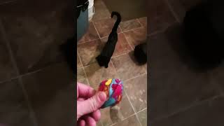 Full video of kitten playing fatch [upl. by Eveline695]