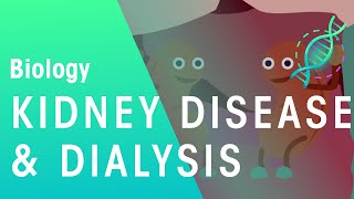 Kidney Disease and Dialysis  Health  Biology  FuseSchool [upl. by Ocer]