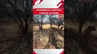 WATCH Videos Of The 8 Cheetahs To Be Brought From Namibia shorts viral [upl. by Barnaby597]