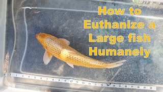 Humanely Euthanizing your Koi or Other Large Fish [upl. by Grani168]