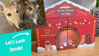 Costco Advent Calendar for Dogs amp Day 1 Reveal Will the Greyhounds Like it [upl. by Garber]