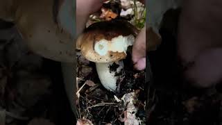 Fichtensteinpilz 🍴 Boletus Edulis pilze boletus boletusedulis fungi porcini mushroom wald [upl. by Merci501]