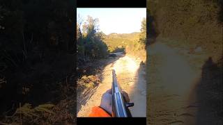 охота на кабана cinghiale chasse wildboar охота hunting [upl. by Retsila]