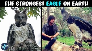 Harpy Eagle  The Strongest Eagle on Earth [upl. by Arykat]