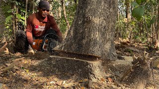 Fastest skill cutting down 2 old trees with Stihl ms881 chainsaw ‼️ [upl. by Mulford]